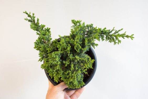 为盆景确定合适的素材 - 第1部分