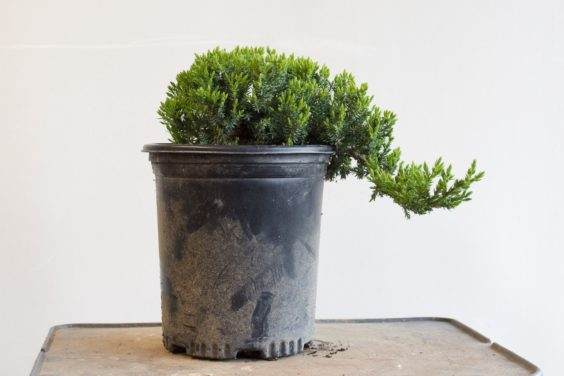 为盆景确定合适的素材 - 第1部分