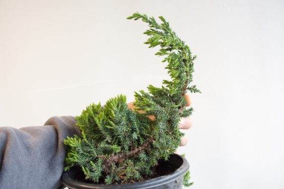 为盆景确定合适的素材 - 第1部分