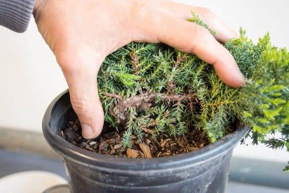 为盆景确定合适的素材 - 第1部分