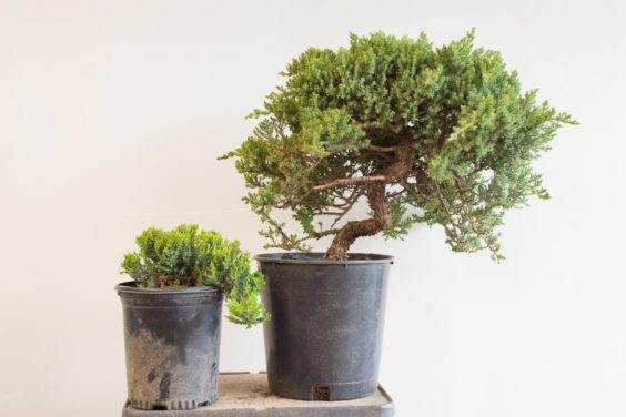 如何为盆景确定合适的素材 - 第2部分 共5部分