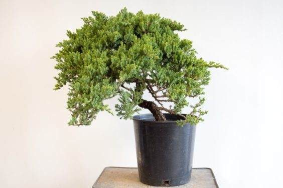 如何为盆景确定合适的素材 - 第2部分 共5部分