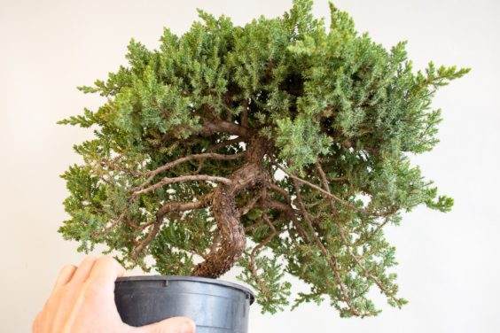 如何为盆景确定合适的素材 - 第2部分 共5部分