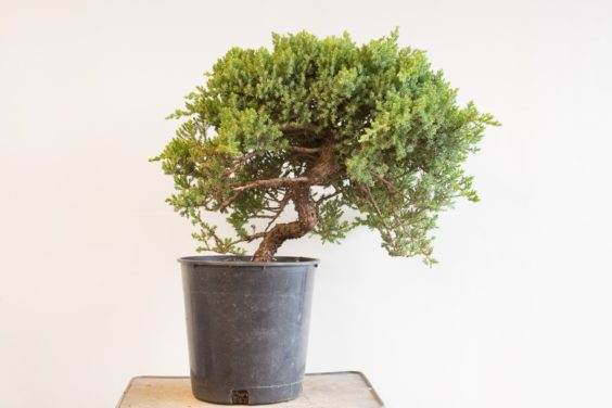 如何为盆景确定合适的素材 - 第2部分 共5部分