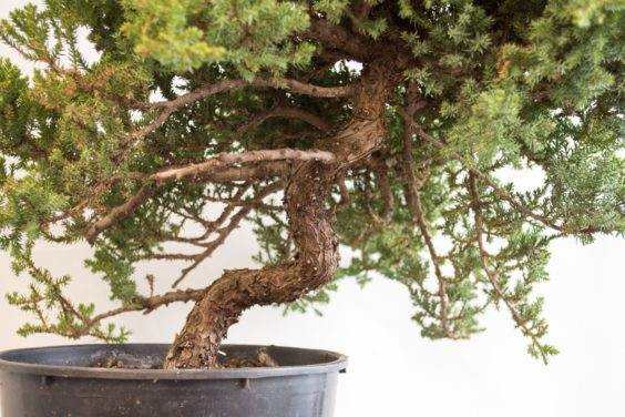 如何为盆景确定合适的素材 - 第2部分 共5部分