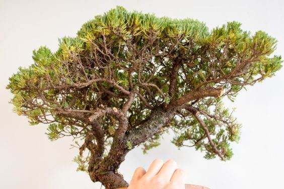 为盆景确定合适的素材 - 第3部分 共5部分