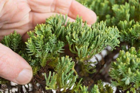 为盆景确定合适的素材 - 第3部分 共5部分