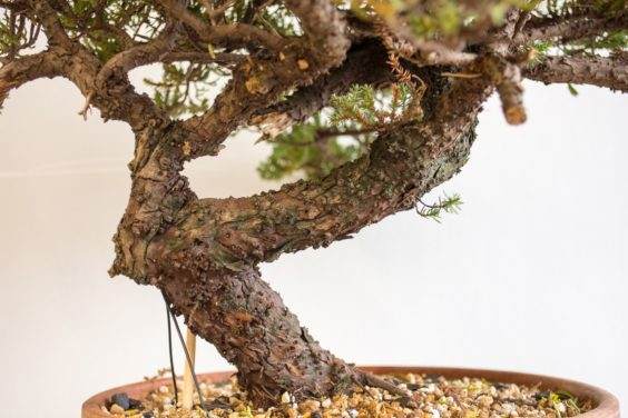 为盆景确定合适的素材 - 第3部分 共5部分