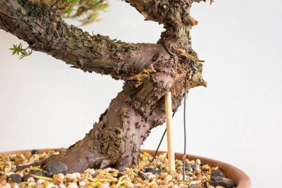 为盆景确定合适的素材 - 第3部分 共5部分