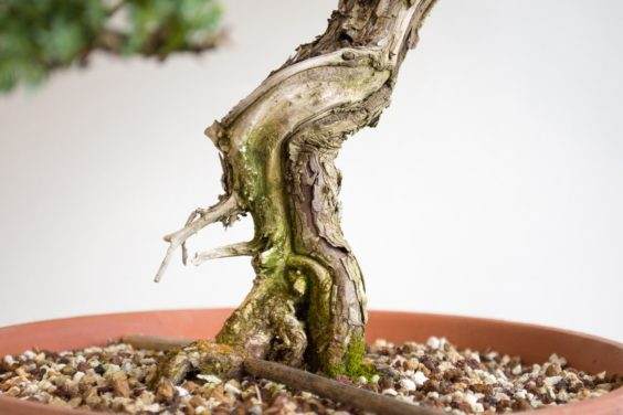 如何为盆景选择合适的素材？ - 第4部分 共5部分