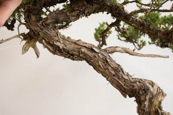 如何为盆景选择合适的素材？ - 第4部分 共5部分