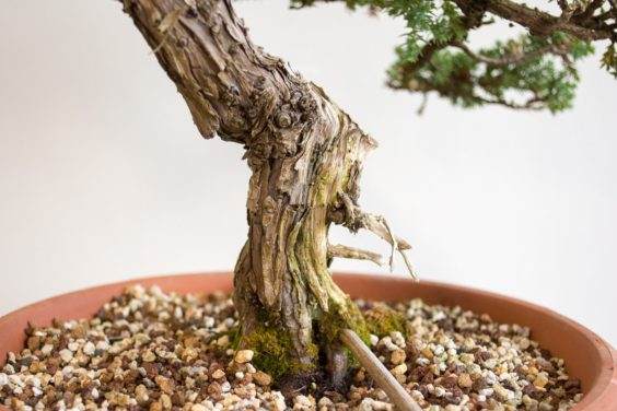 如何为盆景选择合适的素材？ - 第4部分 共5部分