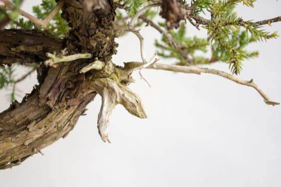 如何为盆景选择合适的素材？ - 第4部分 共5部分