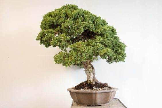 如何给盆景选择合适的素材 第5部分