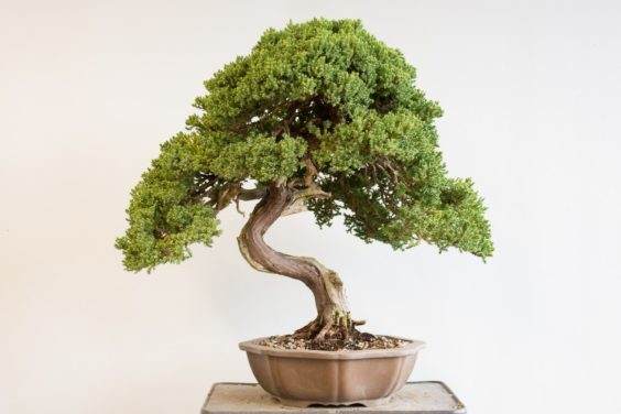 如何给盆景选择合适的素材 第5部分