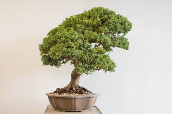 如何给盆景选择合适的素材 第5部分