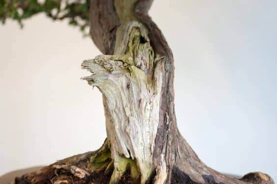 如何给盆景选择合适的素材 第5部分