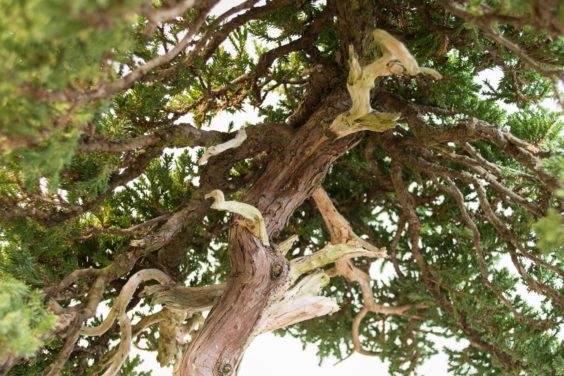 如何给盆景选择合适的素材 第5部分