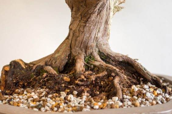 如何给盆景选择合适的素材 第5部分