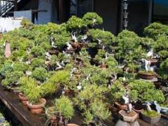 参观広树园的小品盆景苗圃