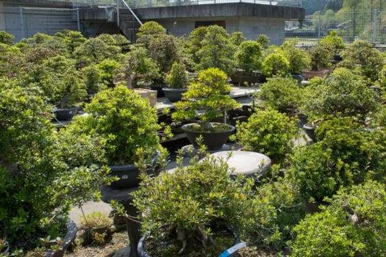 参观鹿沼市的五月苗圃盆景园