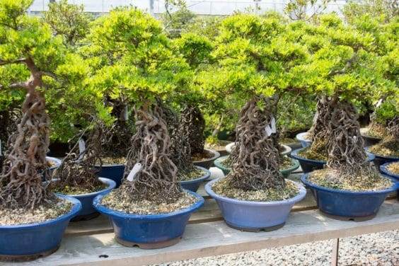 参观鹿沼市的五月苗圃盆景园