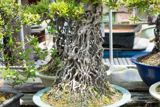 参观鹿沼市的五月苗圃盆景园