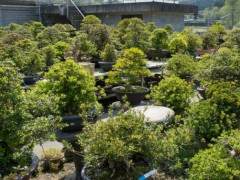 参观鹿沼市的五月苗圃盆景园