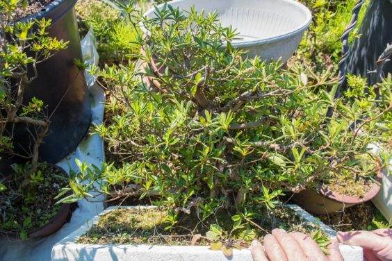 购买杜鹃花盆景的一些注意事项