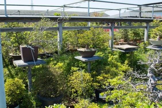 购买杜鹃花盆景的一些注意事项