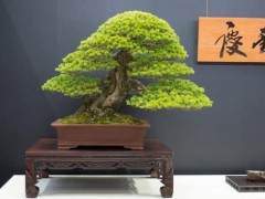 来自世界盆景大会上Keiunan收藏的盆景