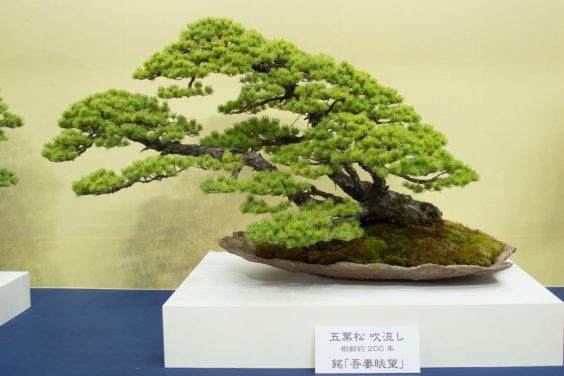 来自世界盆景大会上Funayama收藏的盆景