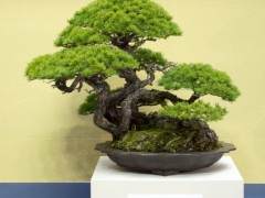 来自世界盆景大会上Funayama收藏的盆景