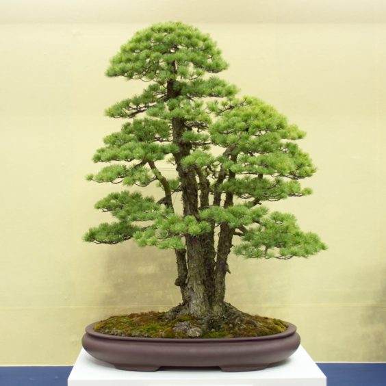 来自世界盆景大会上Funayama收藏的盆景