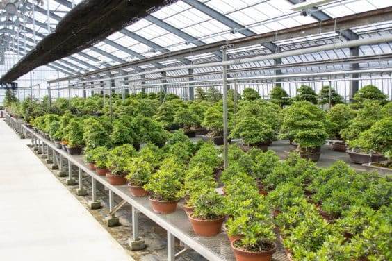 在鹿沼住了两天 参观了五月盆景园