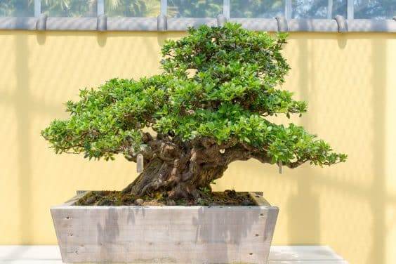 在鹿沼住了两天 参观了五月盆景园