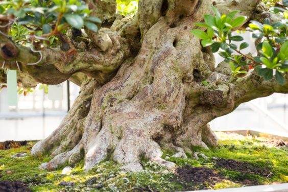 在鹿沼住了两天 参观了五月盆景园