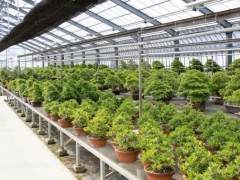 在鹿沼住了两天 参观了五月盆景园