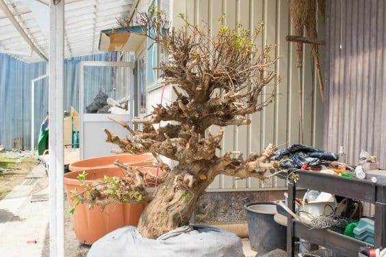 五月盆景花园里的杜鹃花盆景