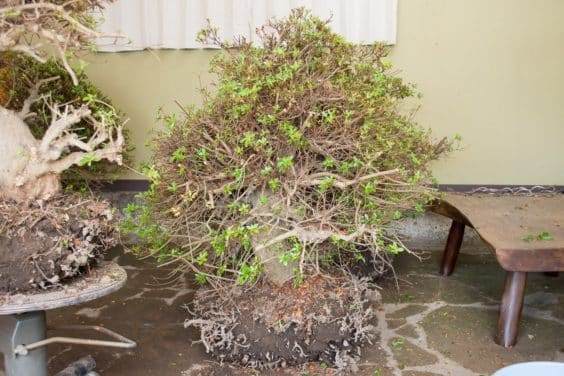 五月盆景花园里的杜鹃花盆景