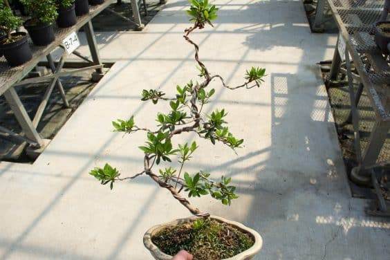 五月盆景花园里的杜鹃花盆景