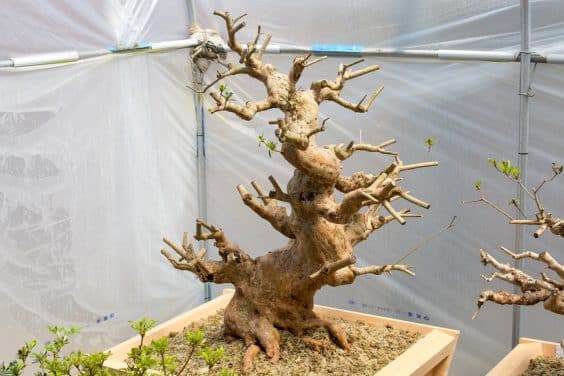 五月盆景花园里的杜鹃花盆景