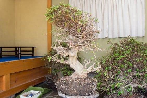 五月盆景花园里的杜鹃花盆景