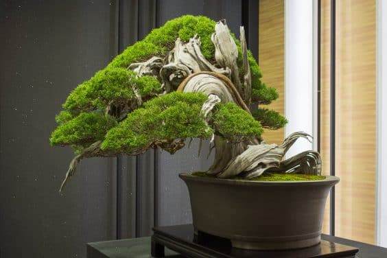 在2017年世界盆景大会上参观历史盆景