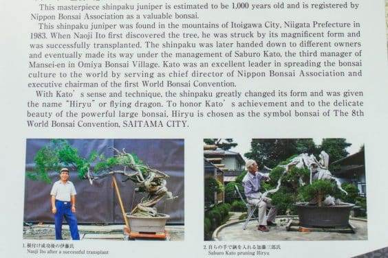 在2017年世界盆景大会上参观历史盆景