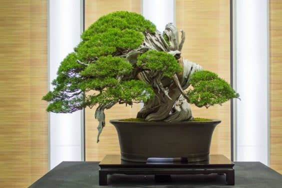 在2017年世界盆景大会上参观历史盆景