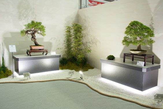 在2017年世界盆景大会上参观历史盆景