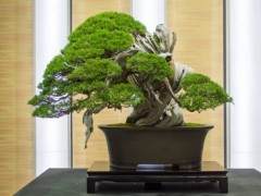 在2017年世界盆景大会上参观历史盆景