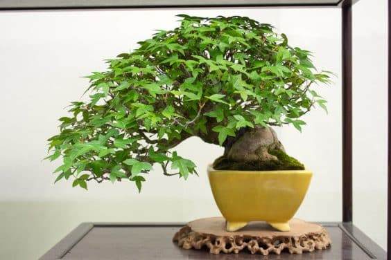 在2017年世界盆景大会展出的小品盆景