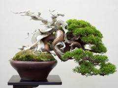 在2017年世界盆景大会展出的小品盆景